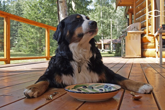 pet friendly